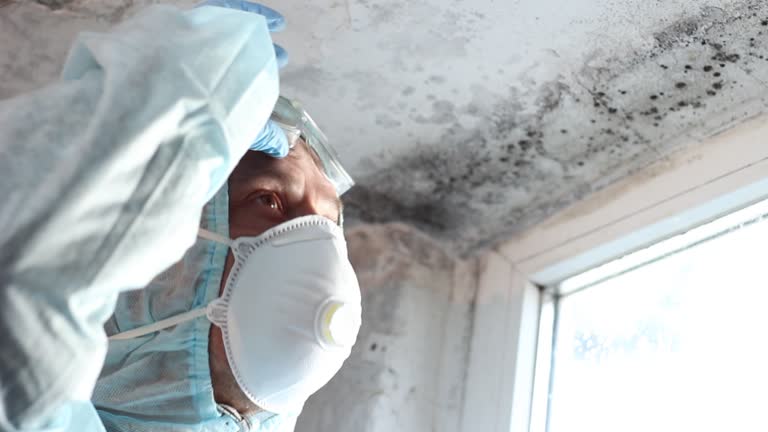 Best Black Mold Removal  in St Robert, MO